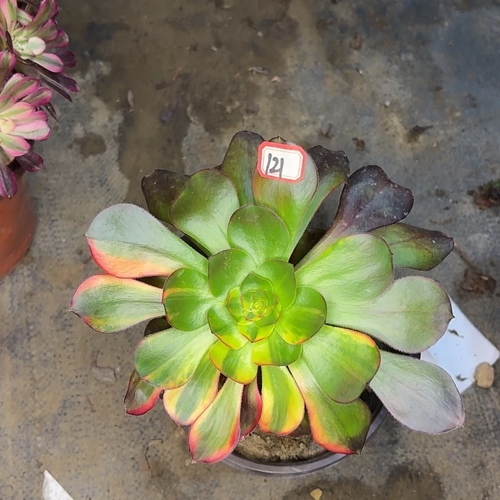 巫毒七彩单头121多肉植物