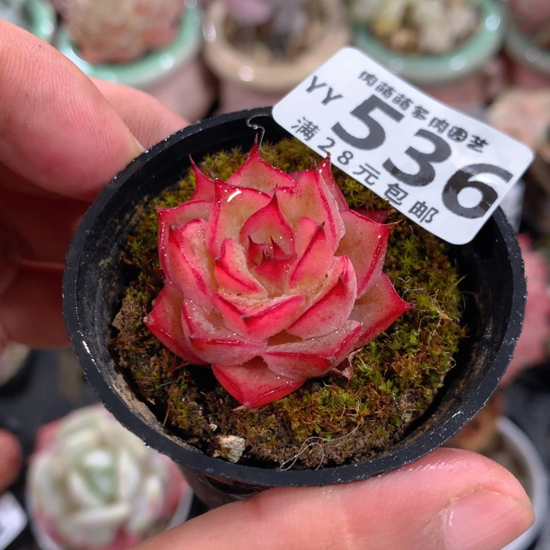 5CM拇指盆精控多肉YY536