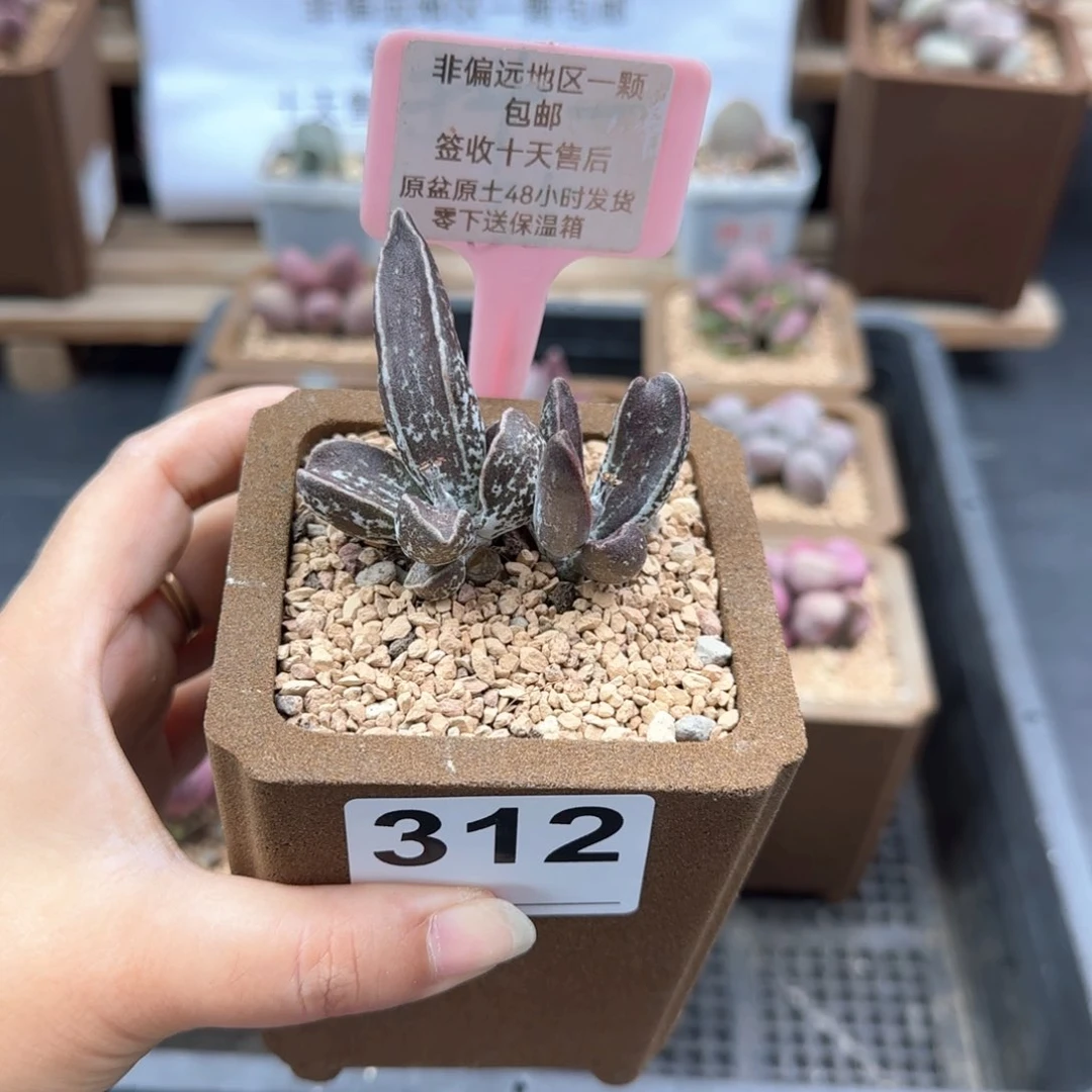 312黑肌楞叶多肉植物