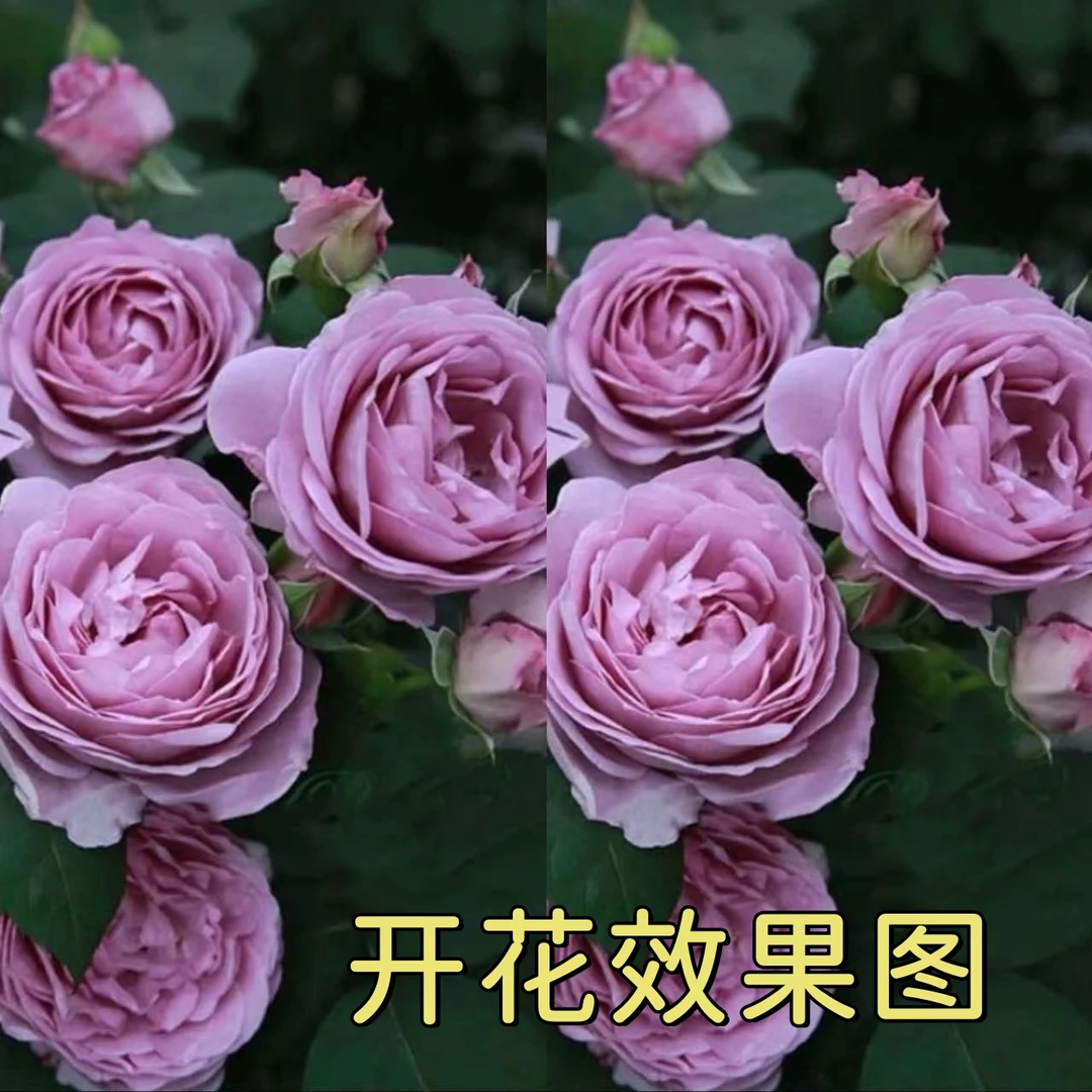 300【蓝色风暴】+【海神王】花苞发货月季花苗四季开花浓香庭院阳台