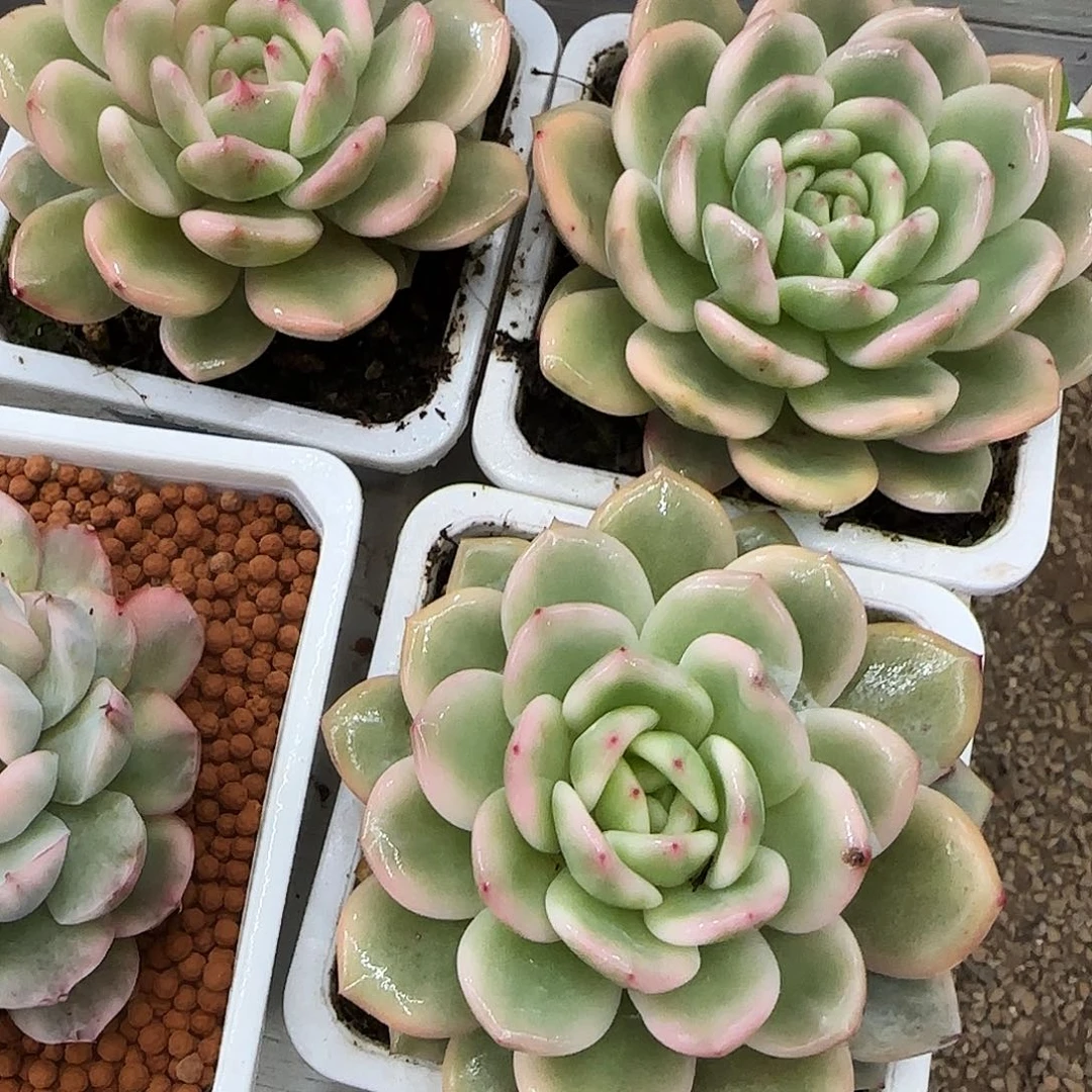 橙梦露锦多肉植物