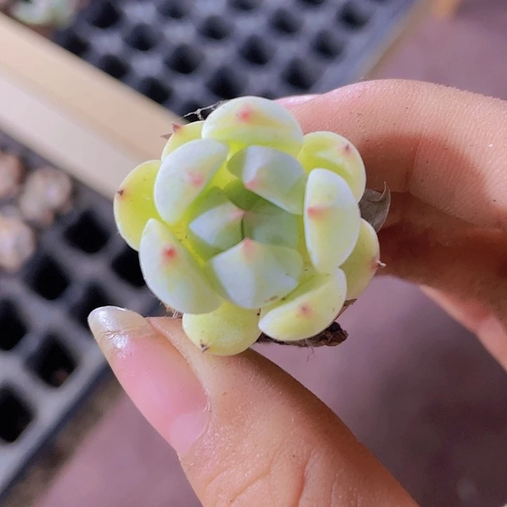 83精品松果珍妮2颗一组