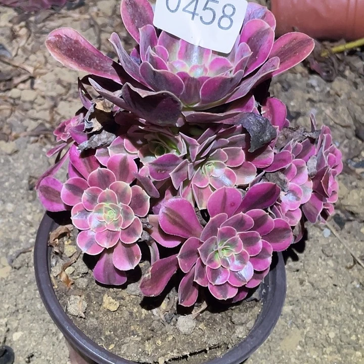 多肉植物法师458美杜莎