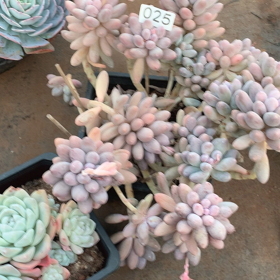 025汤圆 一物一拍