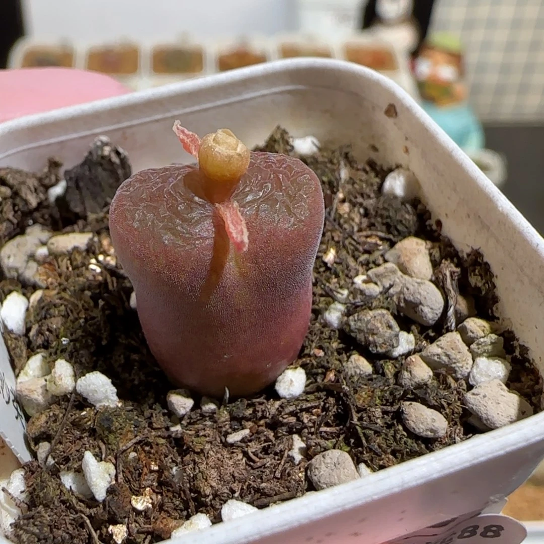 肉锥多肉植物组合-流沙1715