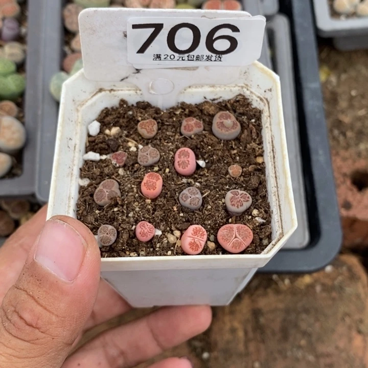 青***宁生石花等植物的生长706
