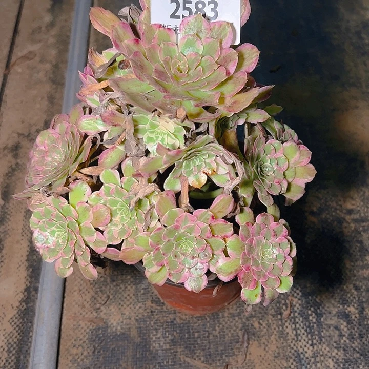 2583霁月多肉植物保护