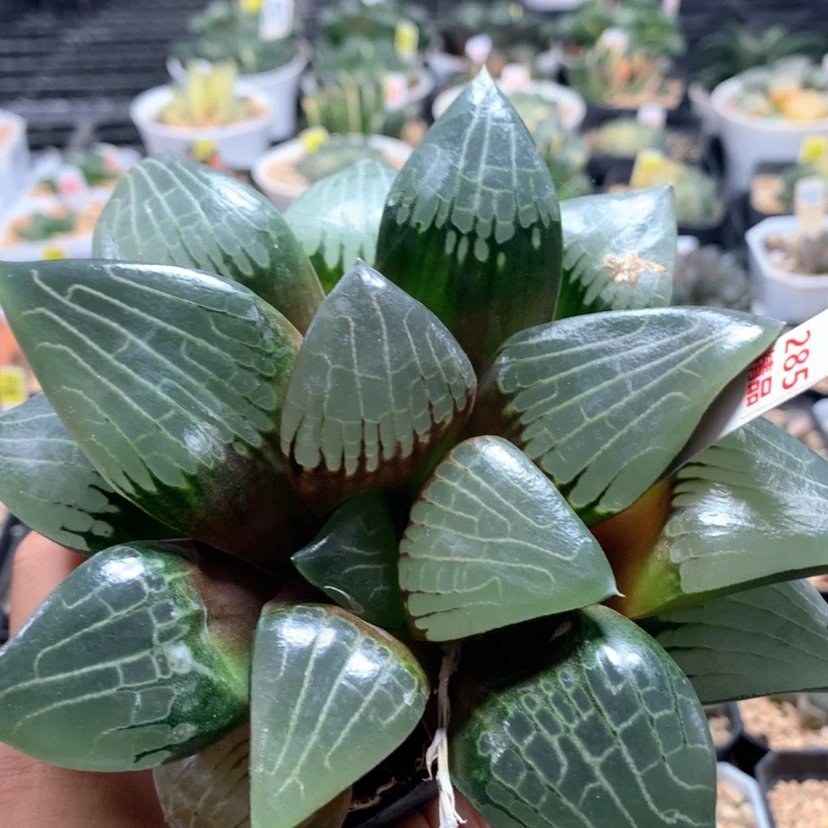 【闪购商品】285阿房宫