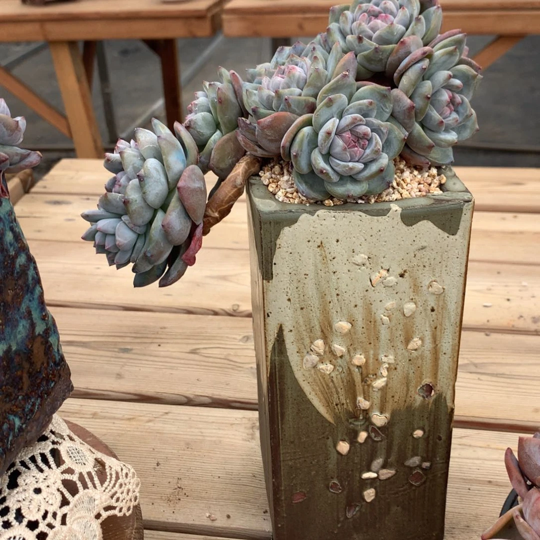 北***图西雅图突尼斯寄养多肉