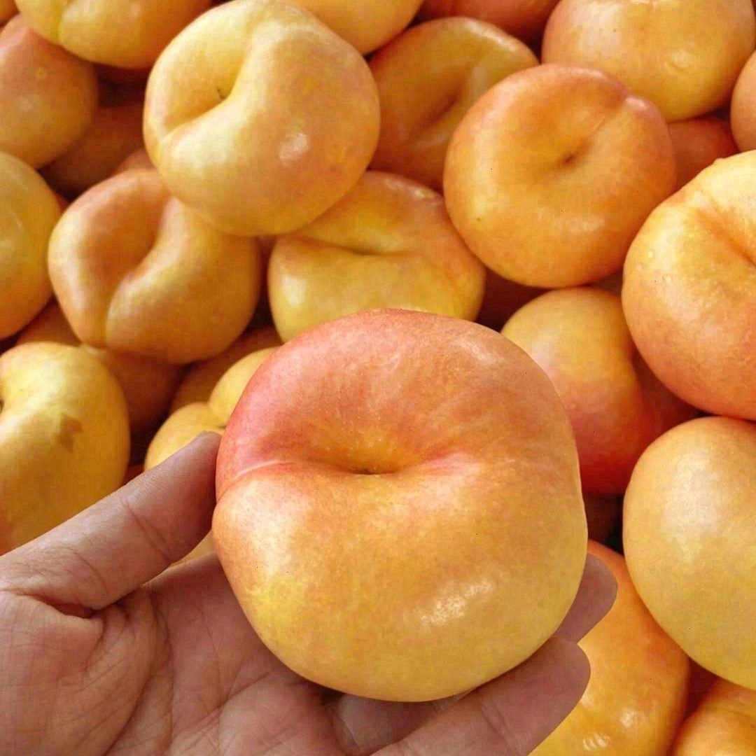 咸阳新鲜应季彩虹油蟠桃甜嫩现摘水果顺丰包邮桃子黄金油黄油蟠桃