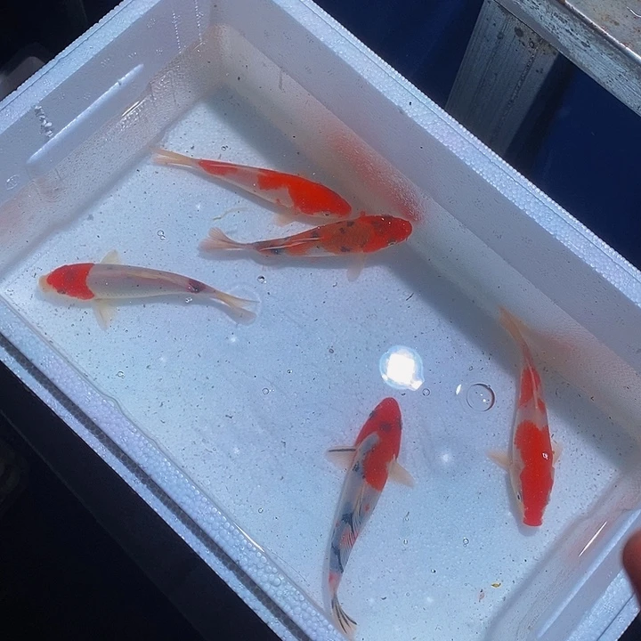 锦鲤锦鲤活鱼开箱包活