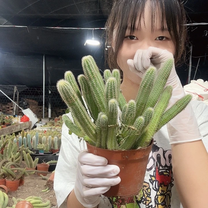 普拉（掉头掉崽不售后）
