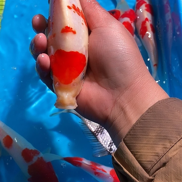 够***钟锦鲤纯种血统锦鲤观赏鱼