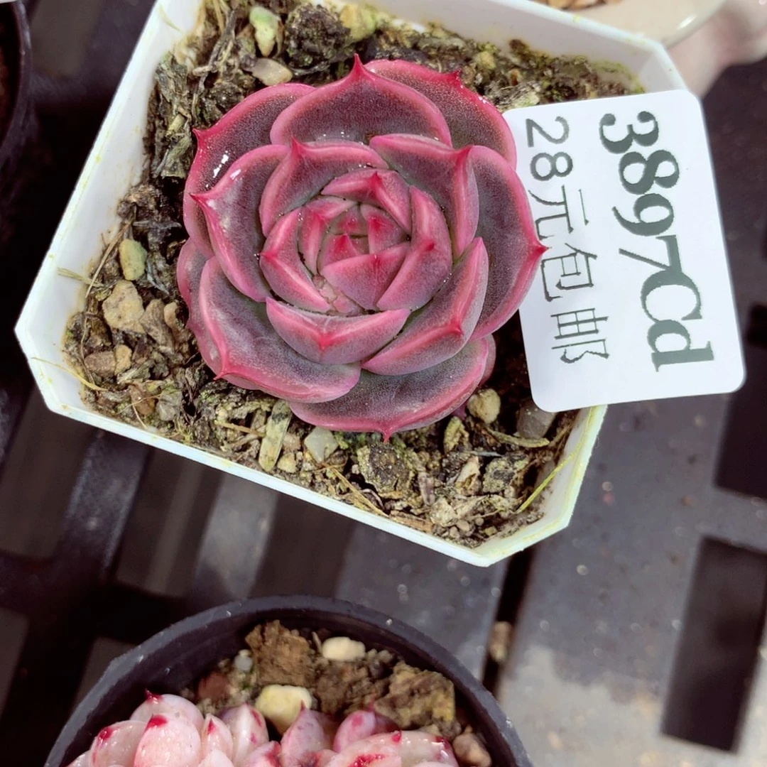 5厘米盆精控多肉3897