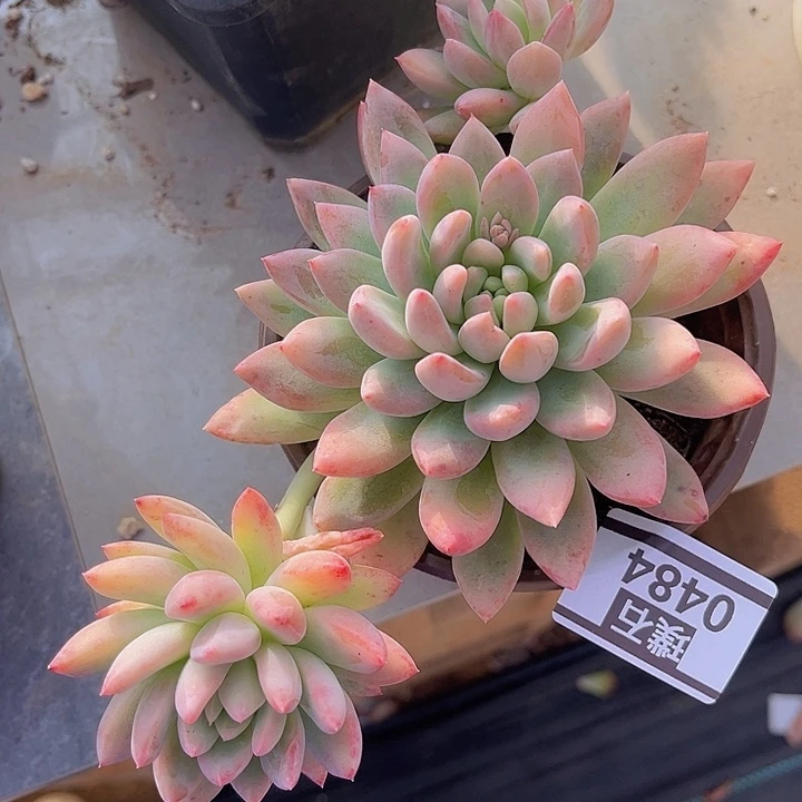 冰心公主0484多肉植物