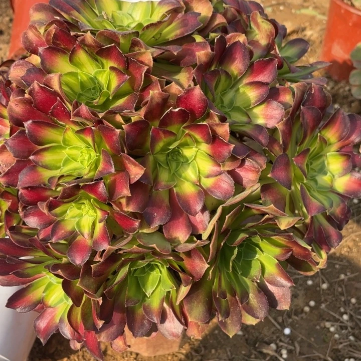 浮***怒无花朵930多肉植物韶华