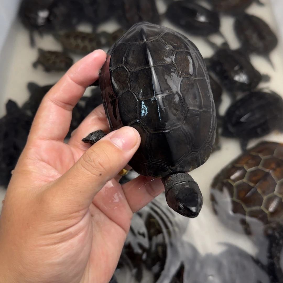 绿毛龟公苏北小墨龟