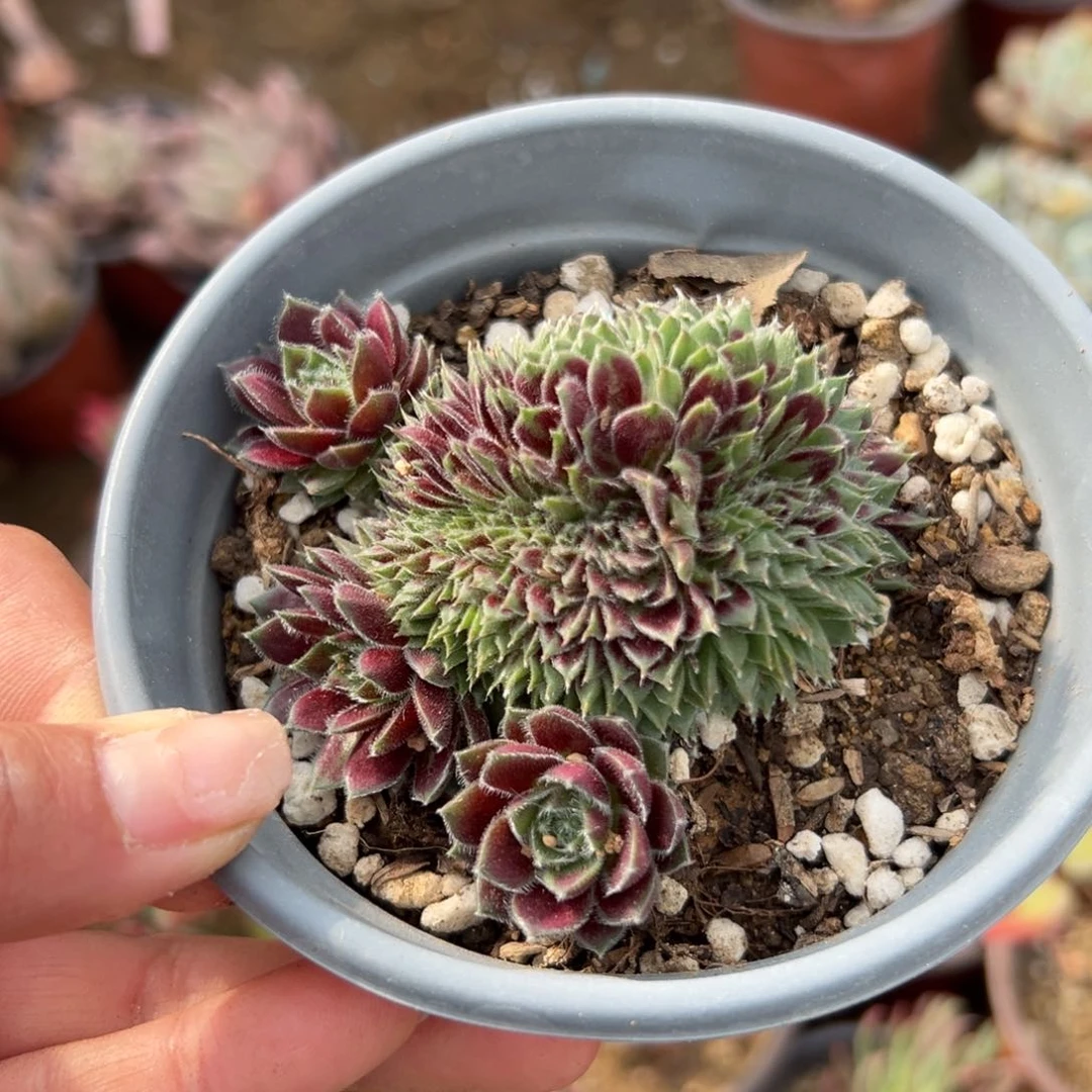 多肉多肉的植物多肉