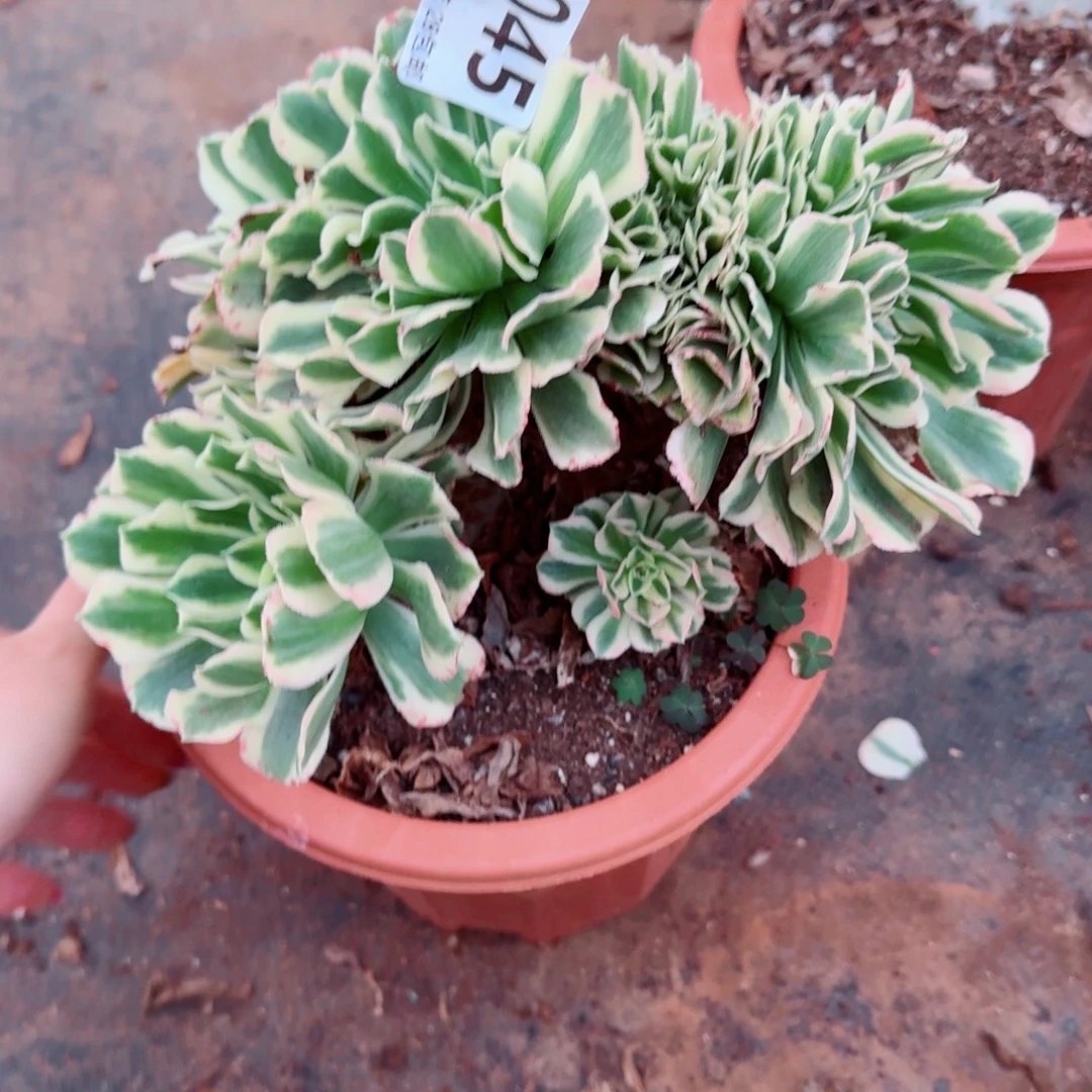 45迈巴赫缀化多肉植物满28包邮