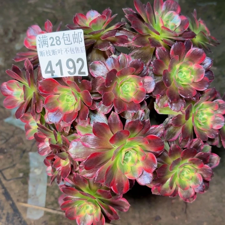 4192安娜多肉植物