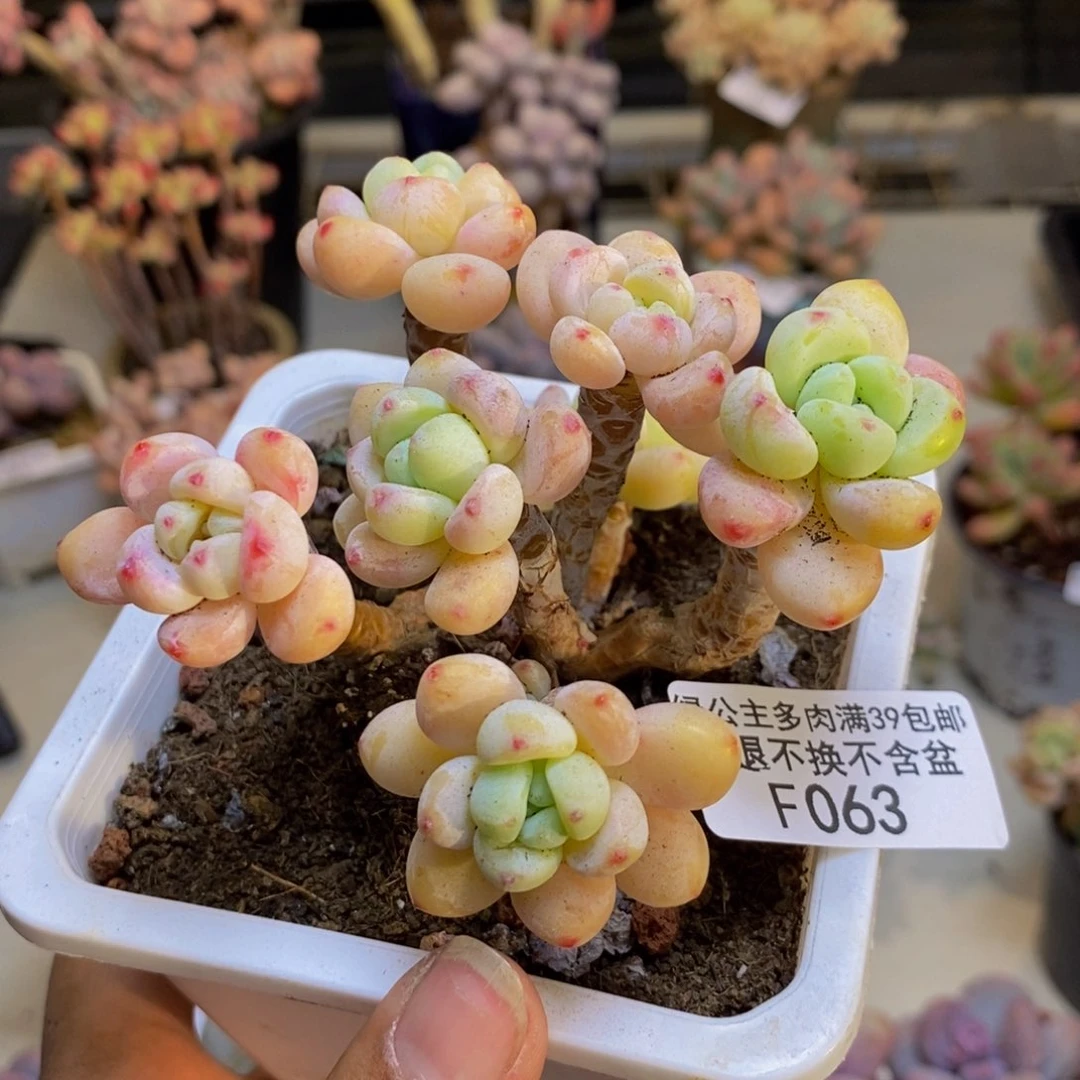 063樱花罗琦多肉有断枝