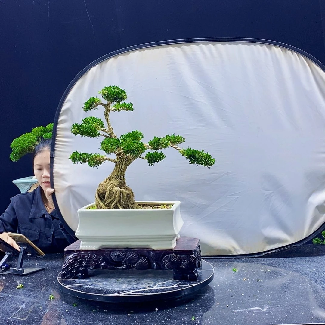 无花朵黄杨盆景造型