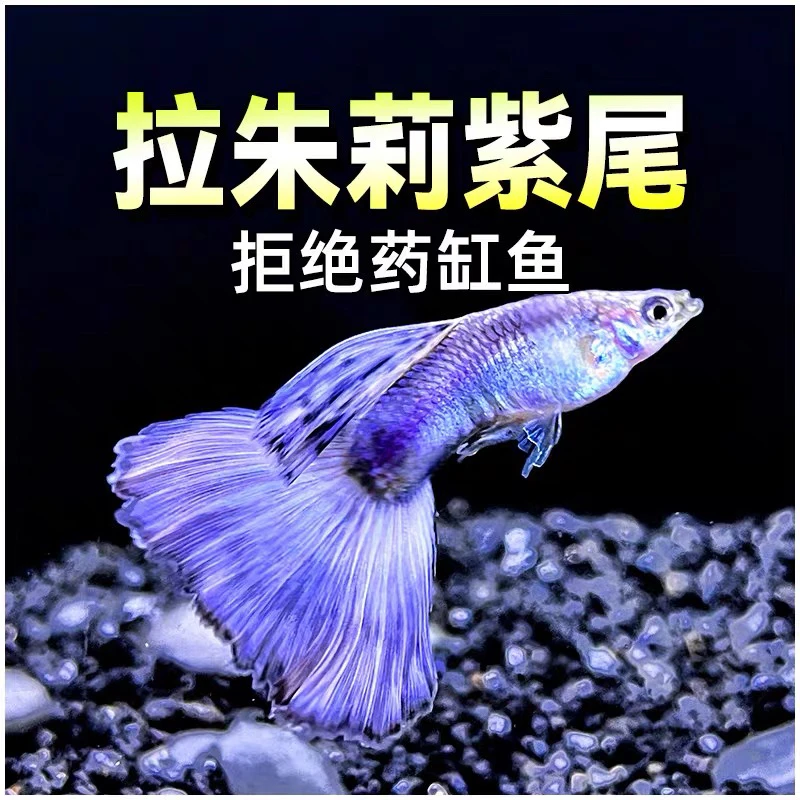 拉朱力紫尾4对鱼龄小（进缸不包损）