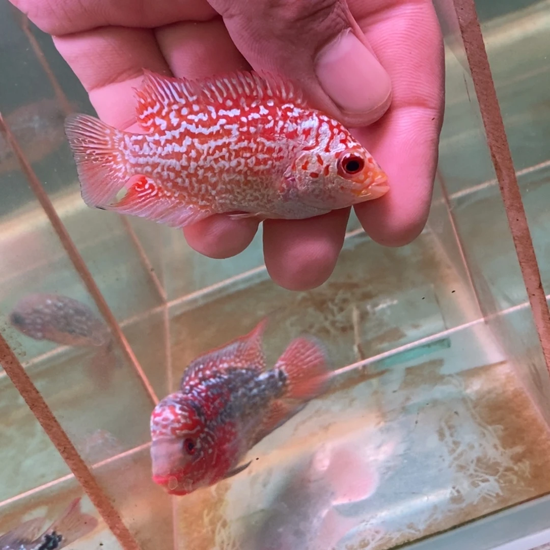 老***辣罗汉鱼大发直播间专拍