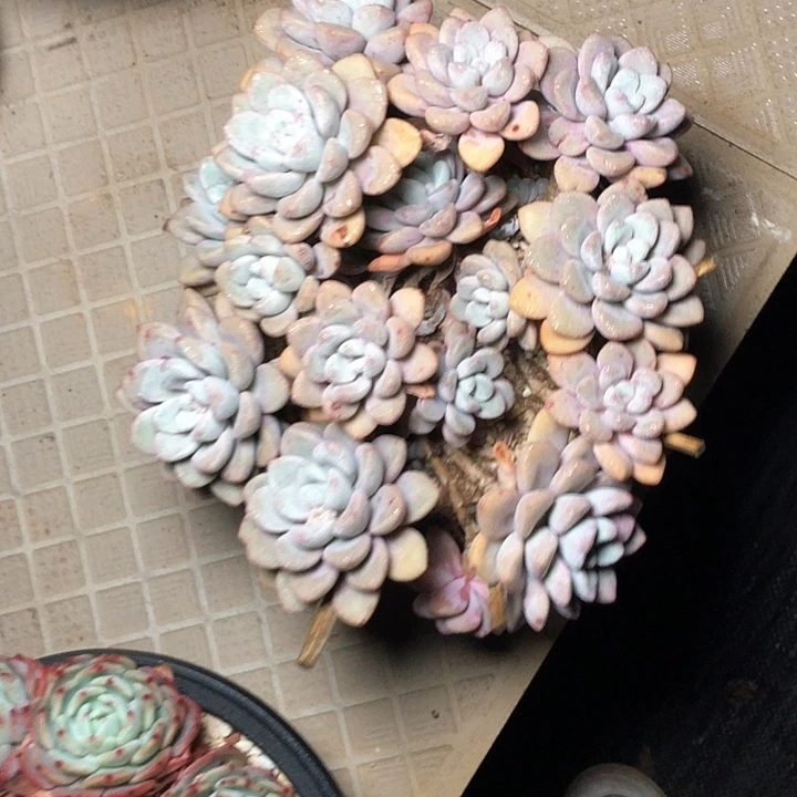 阳**丽81//////////////////