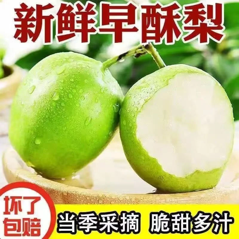 新鲜现摘当季头茬皇冠梨翠冠梨青皮蜜梨脆甜早酥梨多汁水果