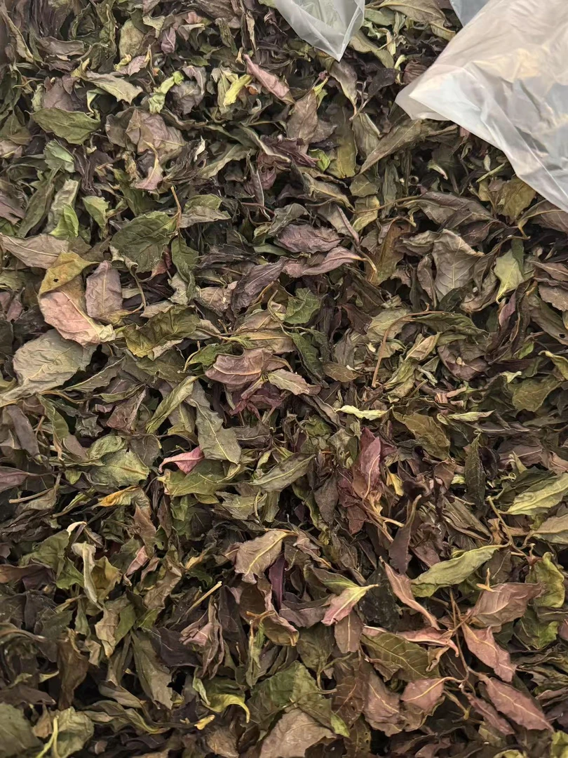 2025年  章郎紫芽白茶  普洱茶（白茶）  500克/袋