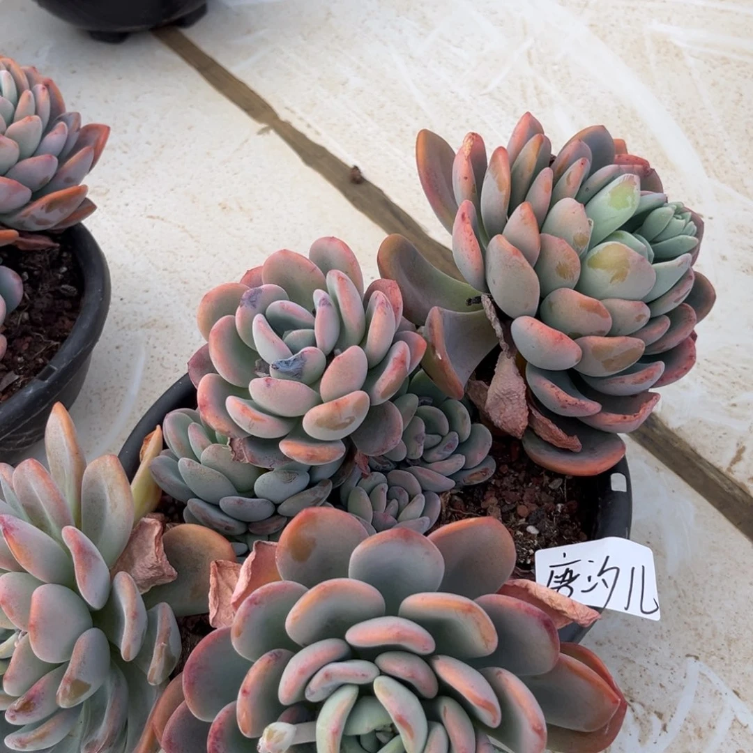 棠颂花卉一物一拍香橙 唐