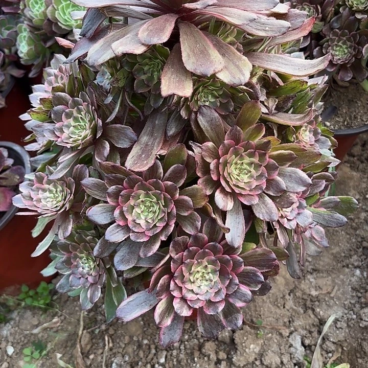 多肉植物奥黛丽25