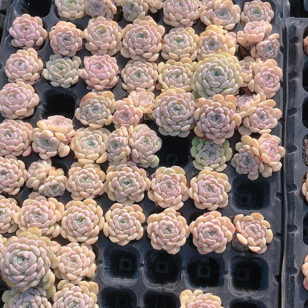 5个小菊花穴满25包邮