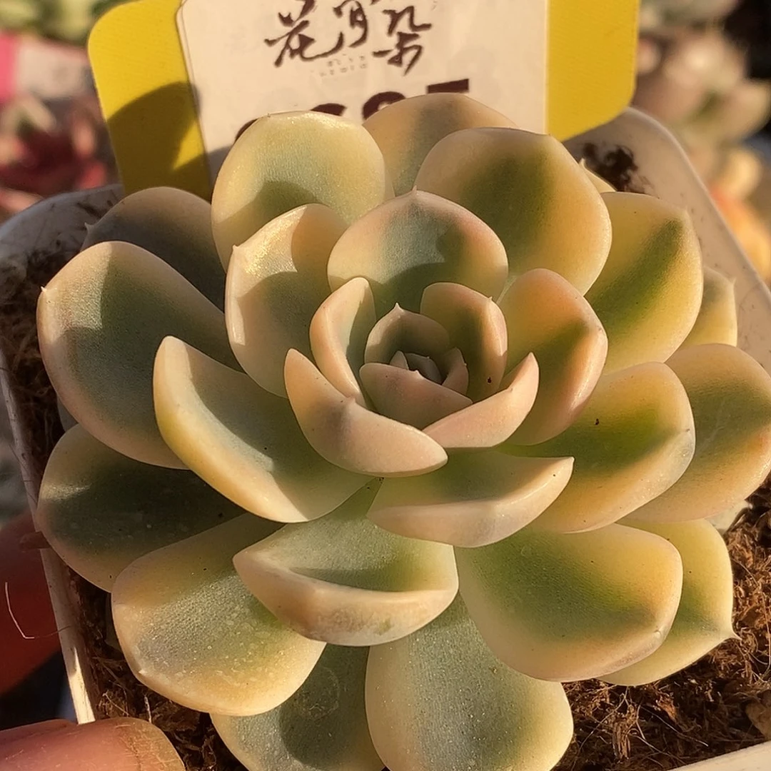 685汉堡哈哈哈哈哈