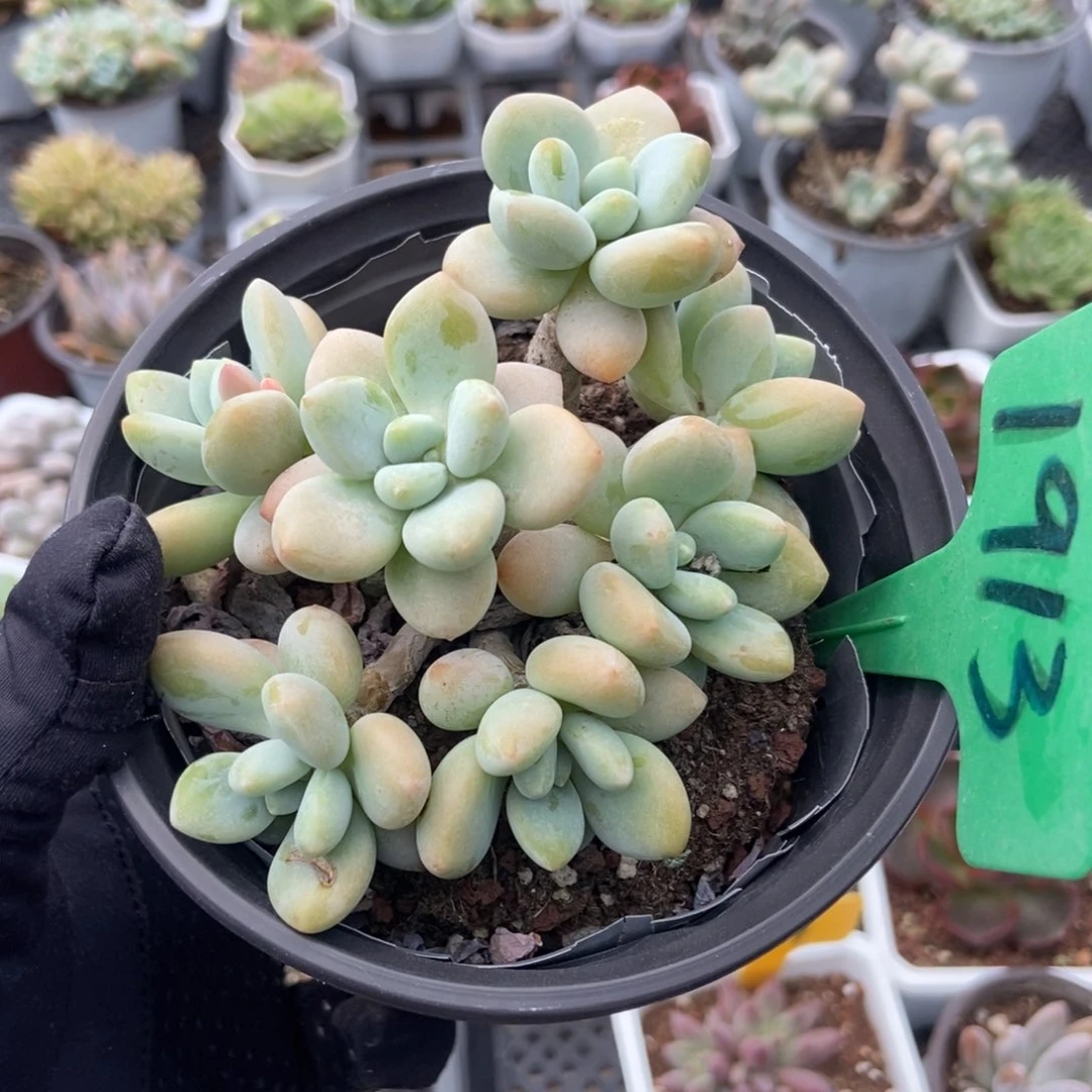 1913洛神多肉植物保护