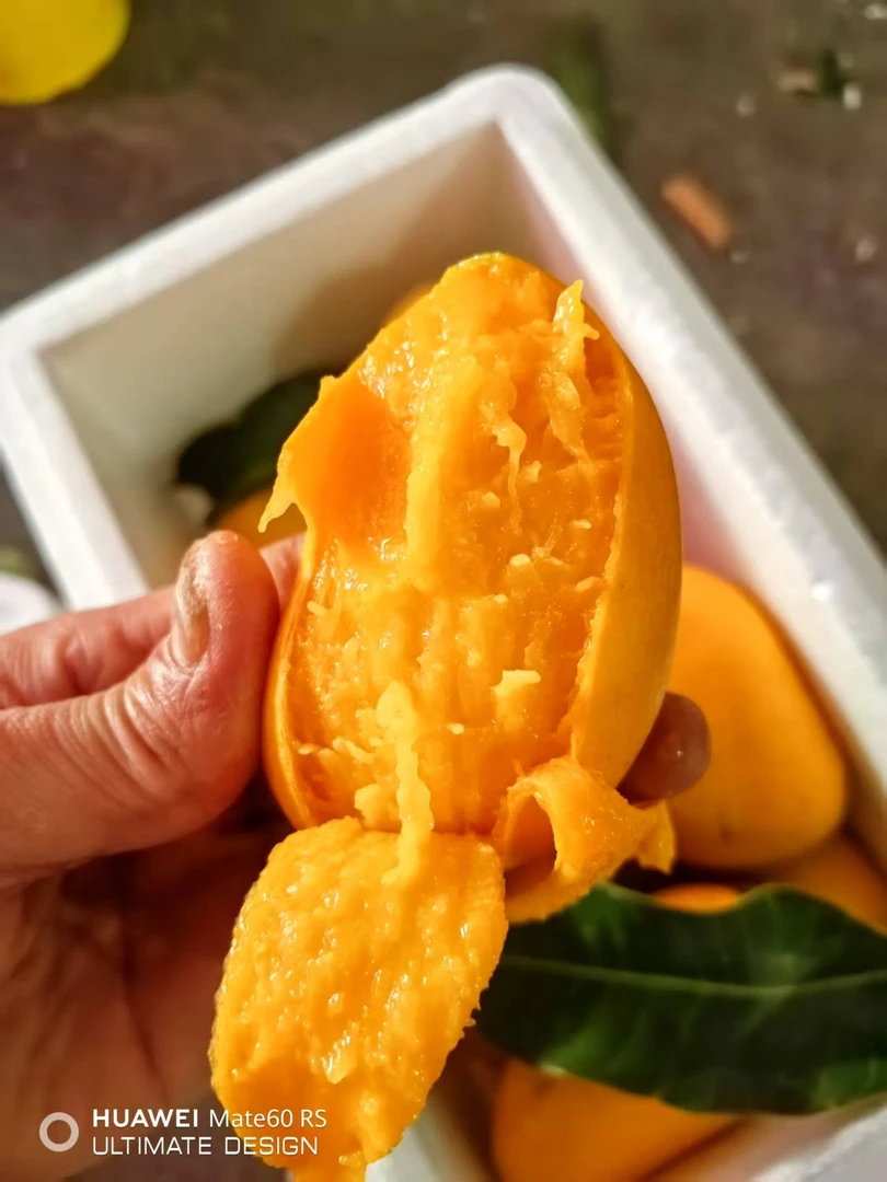 【新疆包邮】海南小台农芒果 2kg±150g