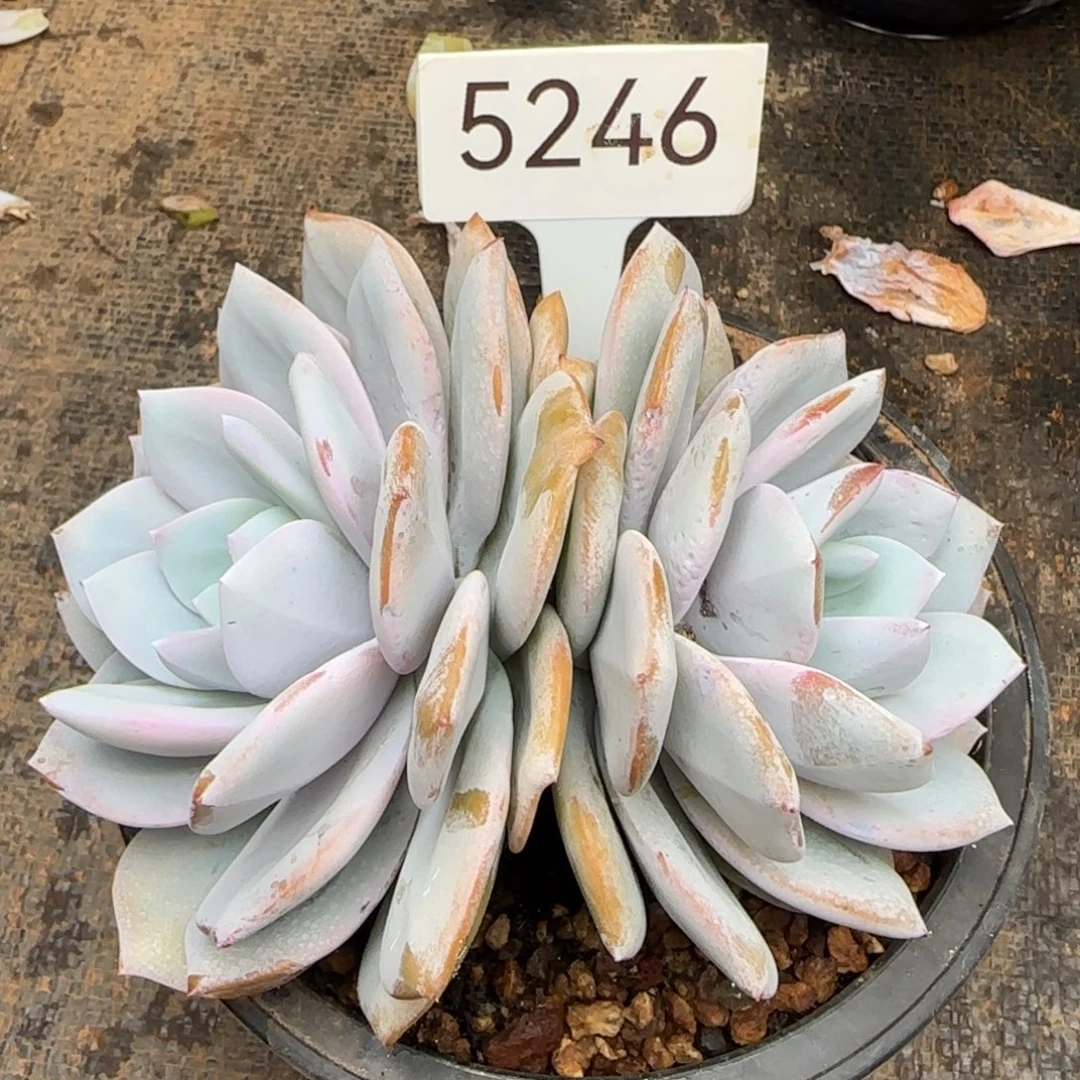 ****睦5246。     奶茶双头小崽掉了不售后