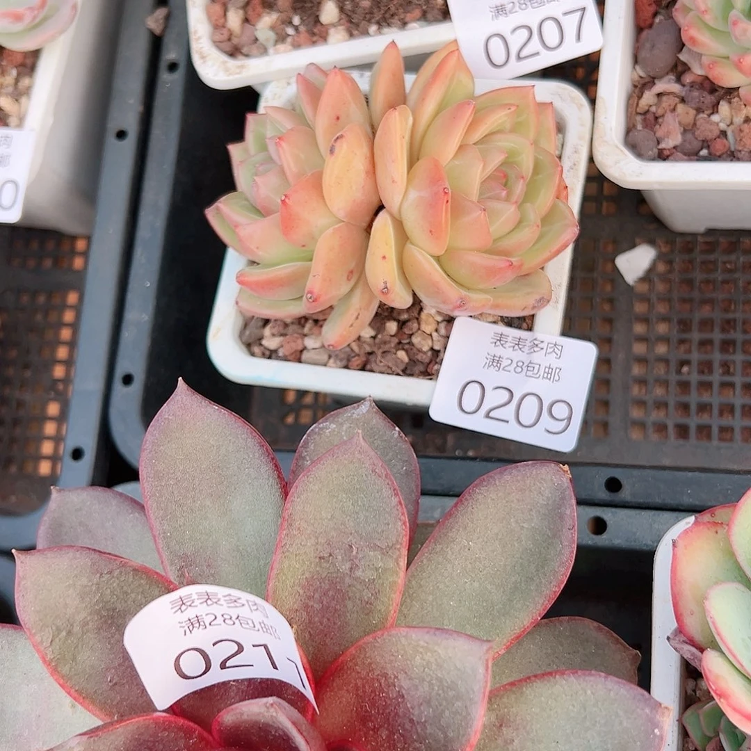 1***翁多肉一物一拍植物0209