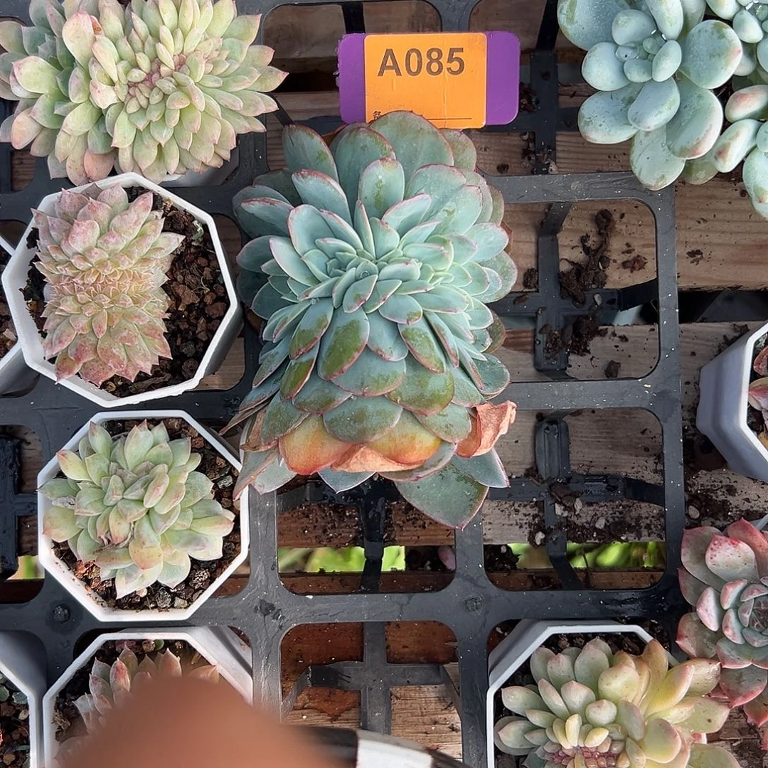 ****宝多肉植物一物一拍