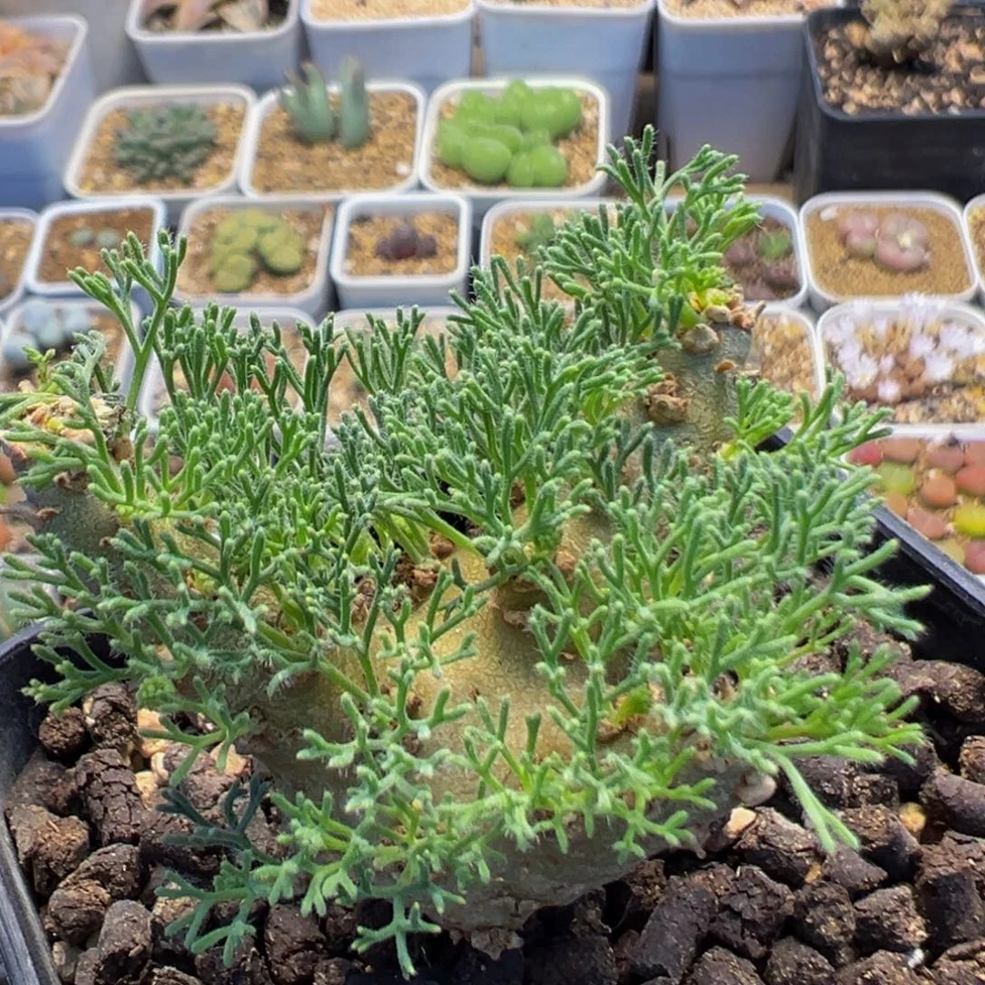 106多肉植物百科植物