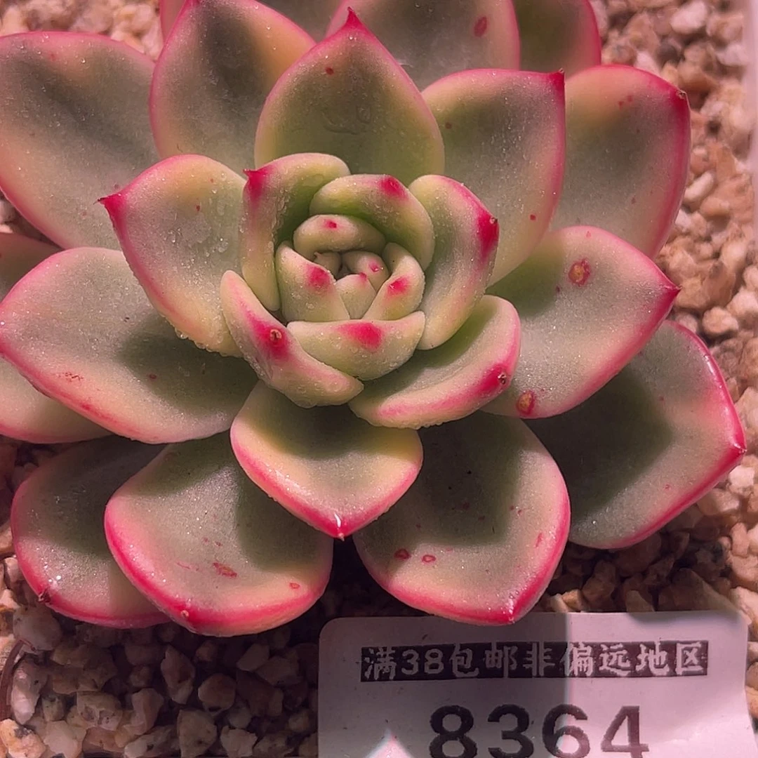 尚品园艺福利锦8364