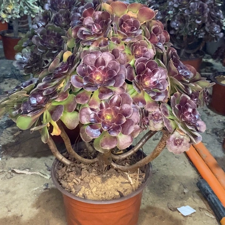 荷兰玫瑰多肉植物41。