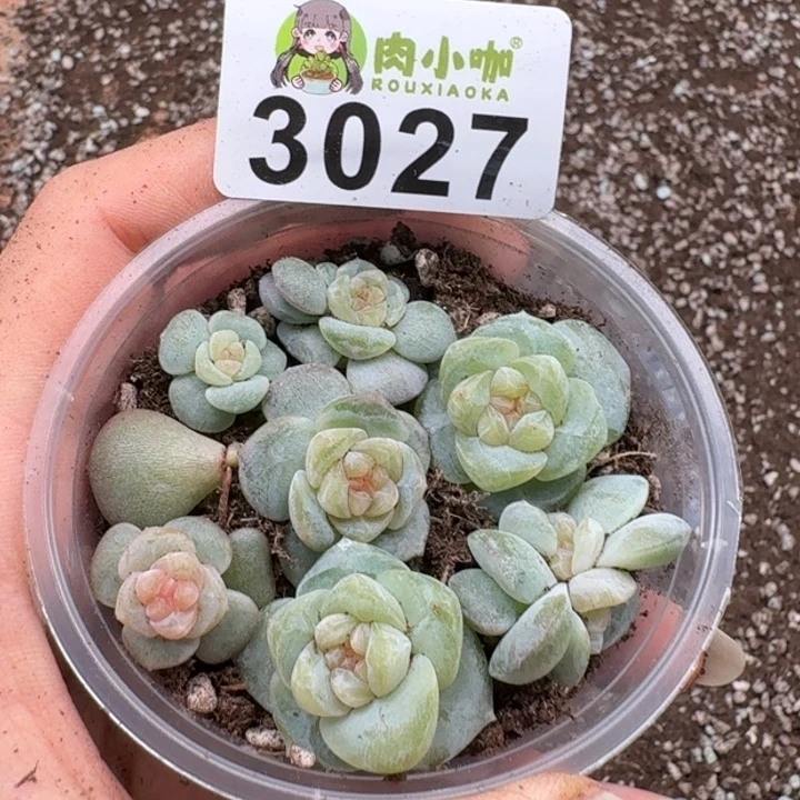 多肉植物多肉植物