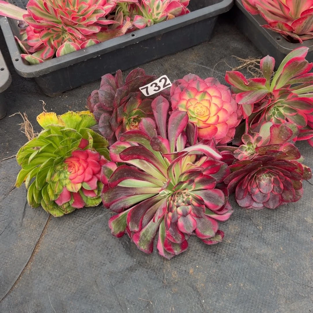 732多肉植物6颗一组