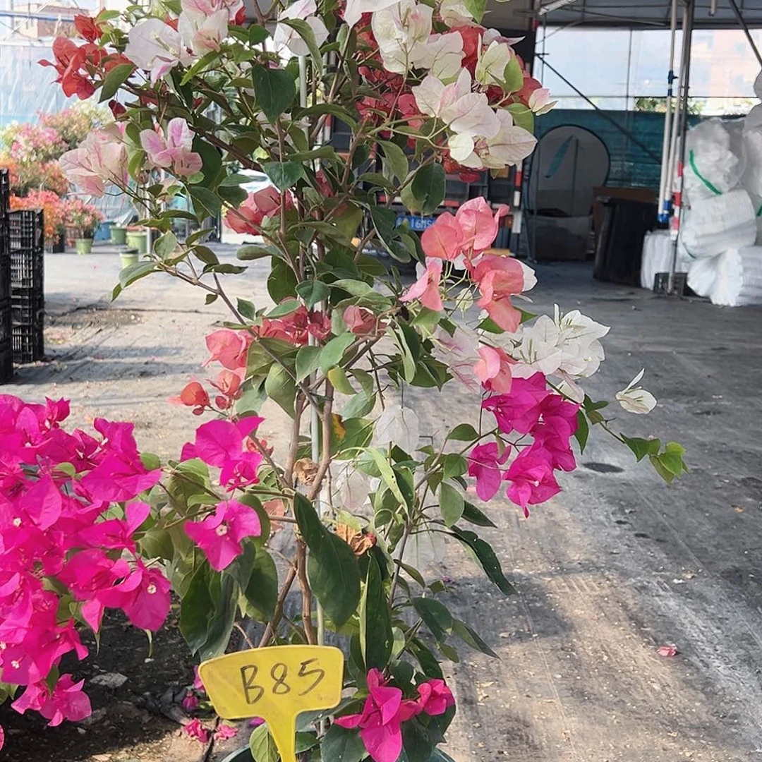 岁***喜大部分花苞少量开放B85多色