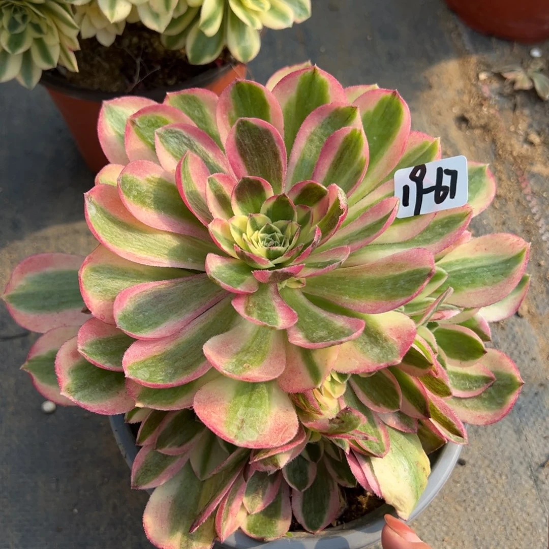 67玉姿多肉植物直