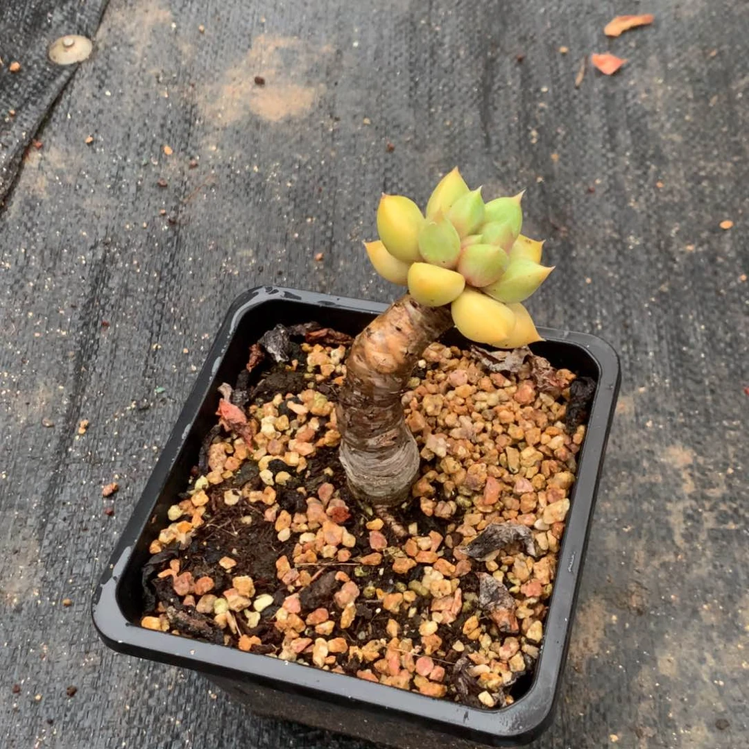 那时候我们也很幸福了的时候