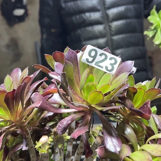 第***放多肉植物一种有伤923