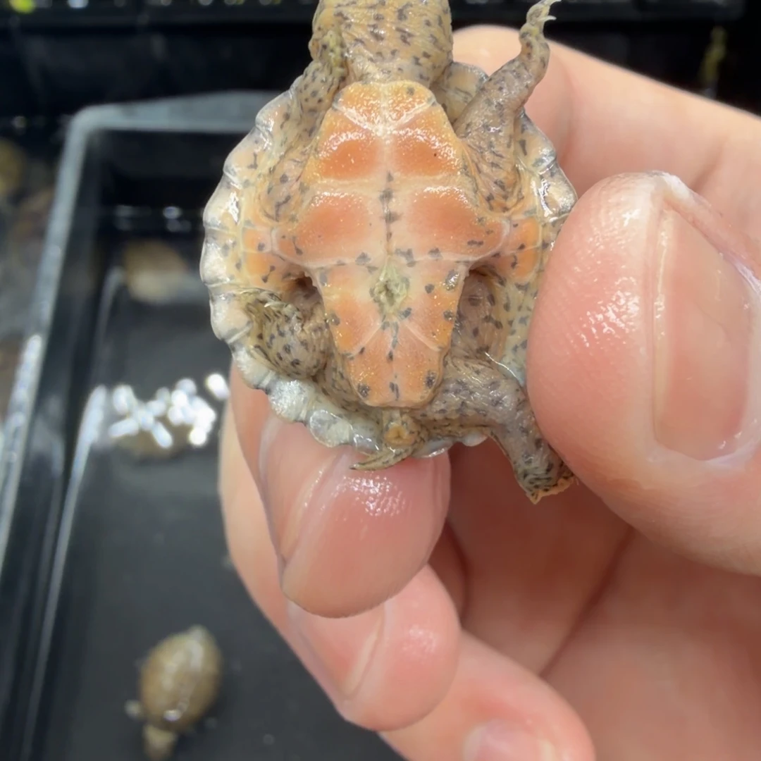 宠物龟不分公母巨刀